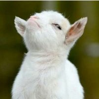 justin (@urstoopidity) 's Twitter Profile