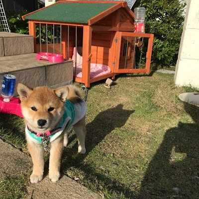 趣味でドローンの空撮をしています。 キャンピングカーで柴犬と共にドローンの旅に出かけます。 4k動画を見たい方は空島チャンネルで見て下さい。you tube https://t.co/NNUbQmBYme