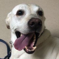 Ryu (@selflessryu) 's Twitter Profile