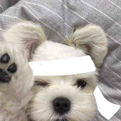 sapasdogs's profile picture. send submissions thru dm ! 🐾