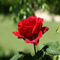 تبادل زوجات (@thaer89678270) Twitter profile photo
