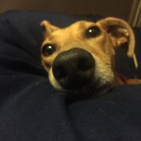 the lurcher(@Hairy_Lurcher) 's Twitter Profile Photo