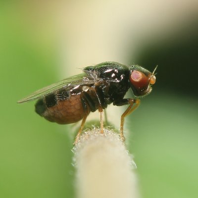 Amateur Dipterist
I co-manage https://t.co/E2opR5oz0C and write many of the resources found there.

Curator on @iNaturalist