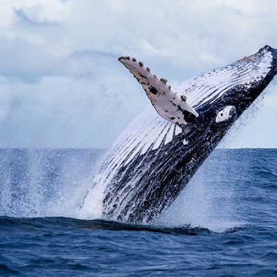 Nelb_8442's profile picture. そこらへんのSE
技術系ツイートしたり、しなかったり
♂