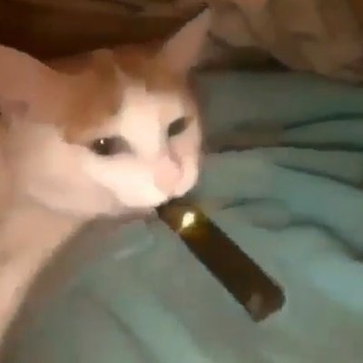 alexis_ouistiti's profile picture. salut.