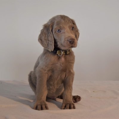 just a dog philosopher of stoicism, with a literary #NFT of weimaraner art and ancient wisdom just for you - backed by a novel launching in spring 2024