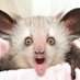 Oh l'animal ! (@animalinsolite) Twitter profile photo Oh l'animal ! (@animalinsolite) Twitter profile photo