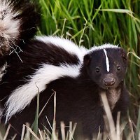 Skunk Man (@jed9987) 's Twitter Profile