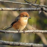 もず@メナキノン4 (@menaquinone_4) 's Twitter Profile