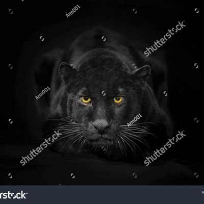 kn_ivo's profile picture. Conservador, questões relevantes, às vezes as irrelevantes, sem frescuras.