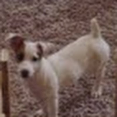 tj_duggins's profile picture. I