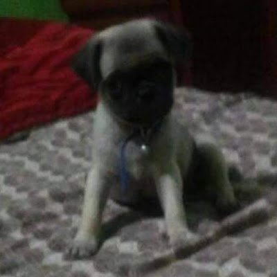 cocholate_leon's profile picture. no se que poner 😭