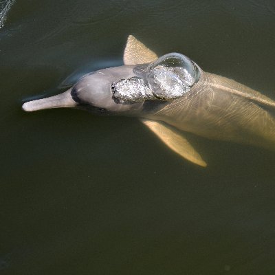 Passionate about all #riverdolphins and river porpoises of the world, their #rivers and #people enjoying them.