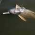 WWF River Dolphins 💧🐬 (@WWFRiverDolphin) Twitter profile photo