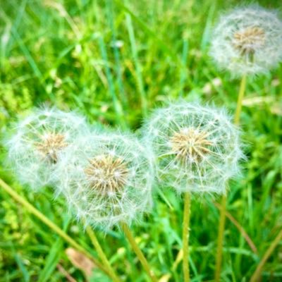 nina_anna_ema's profile picture. 