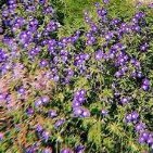 AciDslot's profile picture. 