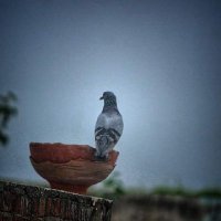 નાનું પારેવું (@jignesh566789) 's Twitter Profile