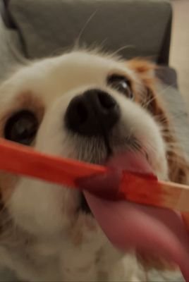 bruno38110's profile picture. 