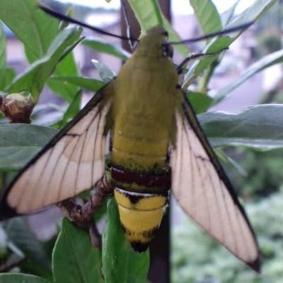 6u4JRob2aE8EgDJ's profile picture. 生き物と美味しいお茶がある暮らしが好きです(◍•ᴗ•◍)