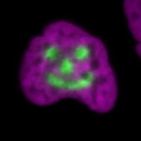 Cuylen Lab (@cuylenlab) 's Twitter Profile