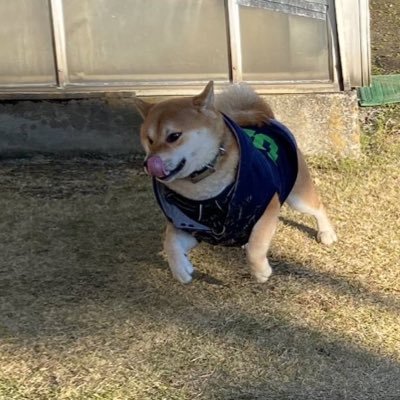 momokichi1204's profile picture. 水の森美容外科銀座院にて埋没施術済み🌼2025年6月にSK新宿歌舞伎町美容外科にて脂肪溶解注射施術済み🌷