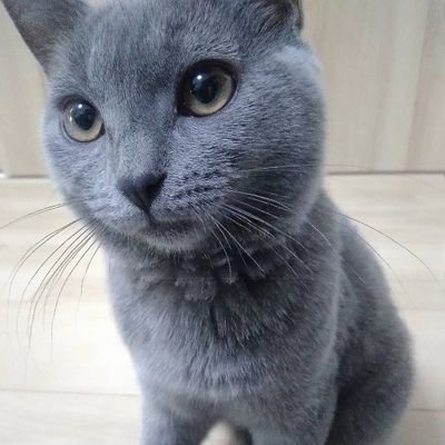 愛猫じゃりお♂のイケメンな所をつぶやいたり、写真で紹介したいと思います。