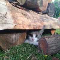 Martin 🐀 (@machuncz) 's Twitter Profile