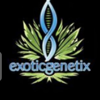 Exotic
Just doing what I love I
https://t.co/dViRVYLhYx
Contact us via email 👇
📩 Email : exoticgenetixmike1@gmail.com