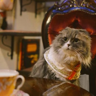 人懐っこい猫達😺オーガニック珈琲専門店の猫カフェです☕
手作りスイーツ&メニュー🥞

画像及び動画の無断転載は禁止とさせて頂いております。

猫音の猫達、地域猫達への応援ご飯支援物資宜しくお願いします🙏
https://t.co/tEN8DK5vqp