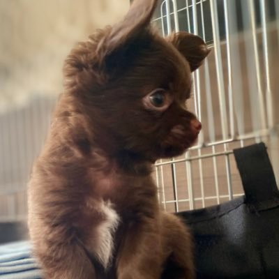 smol chocolate dog with big dreams about chocolate #puppy #dog #chihuahua