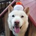 北海道犬 みっちゃん (@hdnoypsk34hd9gb) Twitter profile photo 北海道犬 みっちゃん (@hdnoypsk34hd9gb) Twitter profile photo