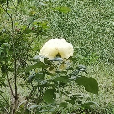 kiranK_007's profile picture. देखो जी follow करके unfollow करोगे न तो भर भर के कीड़े परेगें। तुमको इसलिए मत करना बेटा👊 🙏🚩सनातन हिन्दू धर्म।🙏🚩
🚩पाखंडी हिन्दू नहीं हूँ 🚩जय श्रीराम 🙏 🚩