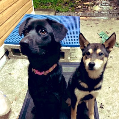 nyxinya's profile picture. ペットとゲーム