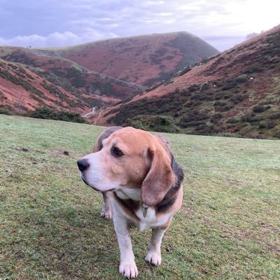 Rescue beagle Griff: love my life in the Shropshire hills in the pawprints of CockerSpaniel Boot(RIP4/2/21) &Charley beagle(RIP6/9/18) #LFC #STFC #BeagleBugClub