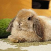 ひまり☀️☁️ (@himari_bunny) Twitter profile photo