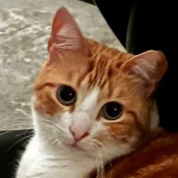 Blanket the cat(@nasdaq1337) 's Twitter Profile Photo