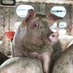 Vegan Jennifer (@vegan4animals23) Twitter profile photo Vegan Jennifer (@vegan4animals23) Twitter profile photo