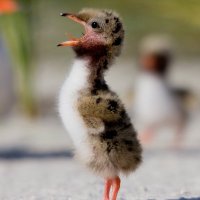 𝕊Ĺ𝓊яρү 💙 (@ternfortheworse) 's Twitter Profile Photo