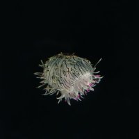 Tempura (@tomatoteapot) Twitter profile photo