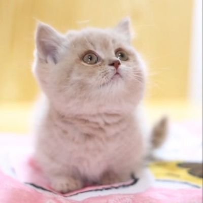 Cutest2Cats Profile Picture