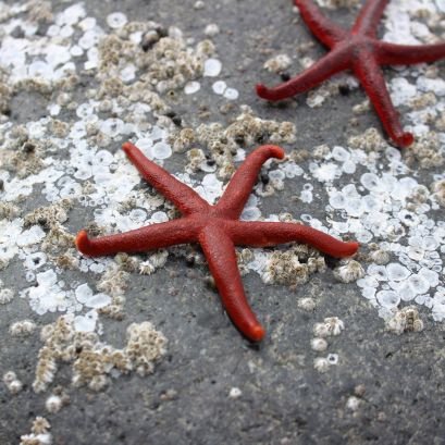 ErraticArtist's profile picture. Nerd, wife, mother of 2 humans (+2 cats, 1 corn snake and 8 neon tetra fish), Ecology student at Thompson Rivers University