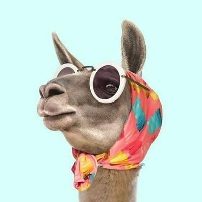 evolvinggenape1's profile picture. |A nomad in search of the perfect Cheese 🧀|