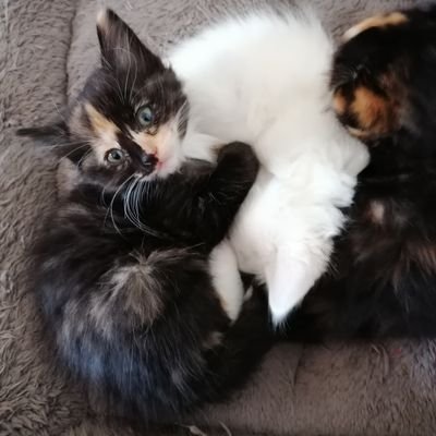 mbayat_ir's profile picture. #withoutascalpel IR and DR. 🇿🇦 To 🇨🇦 to 🇿🇦