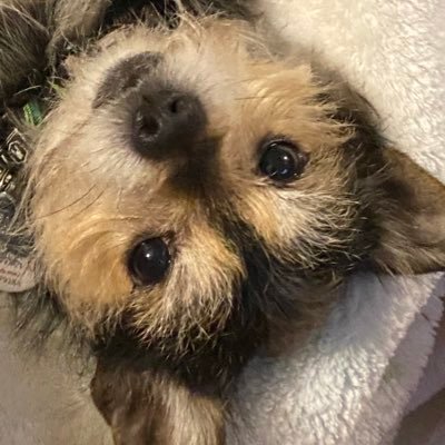 Little dog in the big city. When life hands you hot takes, make them into hotter takes. Comedic dog / parody.