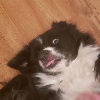 xBioTV's profile picture. 28 || AFPS Gaming || Check me out @ https://t.co/xr3xulkuPJ