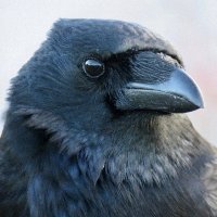 Crow Diary(@DiaryCrow) 's Twitter Profileg