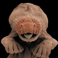 Fernsby Berrycloth (@fernsbyberrycl1) 's Twitter Profile Photo Fernsby Berrycloth (@fernsbyberrycl1) 's Twitter Profile Photo