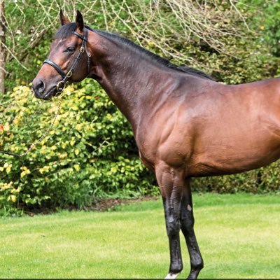 Bloodstock news Ireland&UK 
Top sires for the flat
