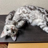 ペタス (@petas_exvs) 's Twitter Profile