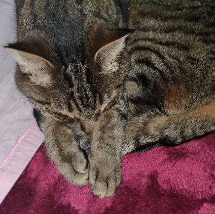 hitomisky06's profile picture. Éveillée je suis, libre je resterai.